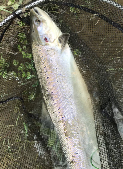 36 inch springer for MH of Swansea at the Rectory. Note the injury on the gill cover.